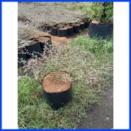 ∥ ∢ ◫ VARIGATED AFRICAN TALISAY FOR SALE