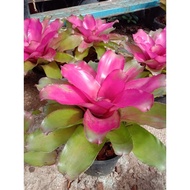 Bromeliad NEOREGELIA /Bromeliad Plant