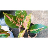 Aglonema Pink Dalmatian Evening