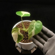 SG2904-白錦龜背竹/枝繁葉茂🔥熱帶植物小盆栽禮物🔥