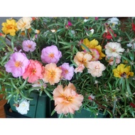 [20BIJI] Hybrid Moss Rose Seeds中国籽播太阳花种子  Biji Benih Bunga Ros Jepun Benih Bunga Ros Jepun 九点花十点花日本太