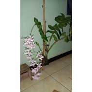 Anggrek Dendrobium Albertine