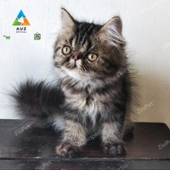 AUZ Kucing Persia peaknose