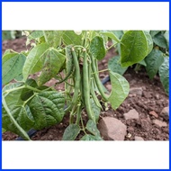 ╳ ─ ⭐ Green Monggo Vegetable Seeds ( 300 seeds ) - Basic Farm House