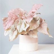 seasons evergreen indoor flowers and plants potted seed White Jinhe fruit taro seed leaf taro seeds 