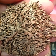 Biji Jinten Putih / Jintan / Jintan putih 1Kg