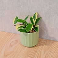 斑葉毬蘭 莫蘭迪色系直紋陶盆 室內植物 觀葉植物 禮物 盆栽