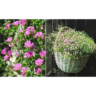 100 ba ba flower seeds by mix