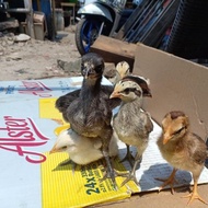 NEW PRODUK AYAM PELUNG ASLI CIANJUR - AYAM PELUNG ASLI