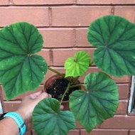 Pokok Begonia Giant Green