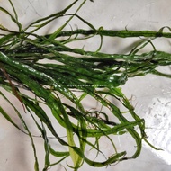 Kadaka Needle Tanaman Aquascape