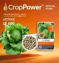 (1000 SEEDS) Biji Benih Sayur Salad  Iceberg Gamma LT600 CROP POWER Iceberg Lettuce Seed 结球生菜种子 LT 6