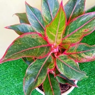 Aglaonema lipstik-aglaonema siam aurora + pot tawon putih