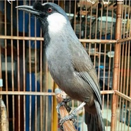 burung poksay hongkong pipi putih