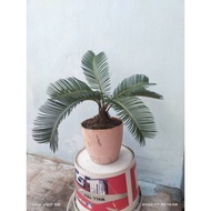 POKOK PAKU AJI/CYCAS MURAH