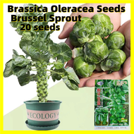Rare Mini Brassica Oleracea Seeds เมล็ดพันธุ์ เขียวปลี - 20เมล็ด/ซอง Brussel Sprout Seeds for Planting Vegetables Seeds Vegetables Plants Seeds เมล็ดพันธุ์ผัก ผักสวนครัว ต้นไม้มงคล ผักออแกนิค เมล็ดบอนสี บอนไซ พันธุ์ผัก เมล็ดผัก เมล็ดพันธุ์พืช กะหล่ำปลี