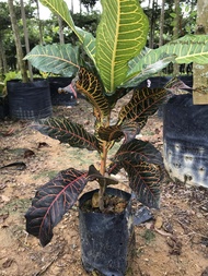 Berjaya Plant Nursery - Pokok Puding/Croton Codiaeum(Pokok Hidup/Pokok Hiasan Luar Rumah/Real Live Outdoor Plant)