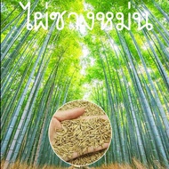 ไผ่ซางหม่นแท้ ถูกที่สุด เมล็ดพันธุ์ไผ่ซางหม่น Phyllostachys seeds 50 เมล็ด/แพ็ค ปลูกง่าย ไผ่ทำเงิน ไผ่เงินล้าน มล็ดซางหม่น ซางหม่น ไผ่ซางหม่น