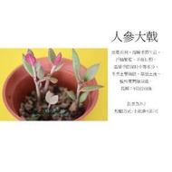 心栽花坊-人蔘大戟/3吋/多肉植物/小品/售價50特價40