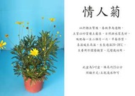 心栽花坊-情人菊/5吋/季節花卉/觀賞花卉售價120特價100