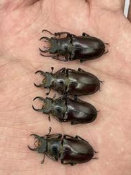 Lucanus miwai.黃腳深山鍬形蟲(南投仁愛產)+-30mm