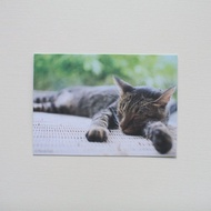 明信片-台灣野貓集-愛睏小野貓