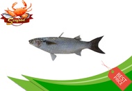Ikan Belanak / Belanak Fish - 1kg/pkt
