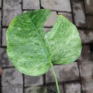 monstera mint variegata 3 daun aktif 1 pancing