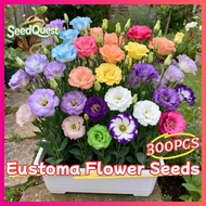 300pcs Mixed Color Eustoma Seeds for Sale Legit Eustoma Flower Seeds for Planting and Gardening Bons
