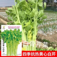 Vegetable Garden Seeds Vegetable Seeds Four Seasons Heat-Resistant Yellow Heart Parsley Seeds 7g Veg