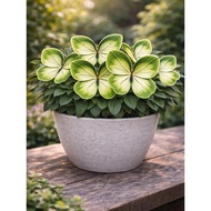 5 Biji Benih Rare Keladi Emerald Glow Caladium Begonia Seed - 5 Seed