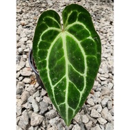 🔥Anthurium Crystallinum Dark Form | Live Plant🔥