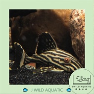 [J Wild Aquatic]——L190 Royal Pleco 哥伦比亚白金皇冠豹