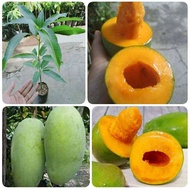 Bibit Tanaman Mangga Alpukat Manis / Mangga Alpukat Super / Mangga Alpukat Murah