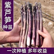 Purple asparagus crowns akar asparagus color purple紫色芦笋根苗