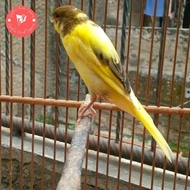 burung kenari f1 bahan pilihan