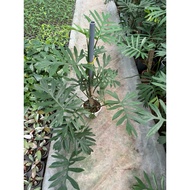Philodenron Mayoi climbs a pillar about 1m high up to size 30-40cm