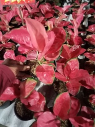 TERLARIS!!!Aglonema Red Cherry Berkwalitas