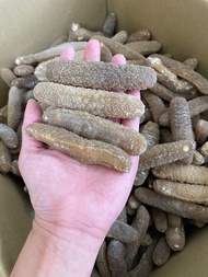 200g 毛秃参 8-9pcs 海参 sea cucumber