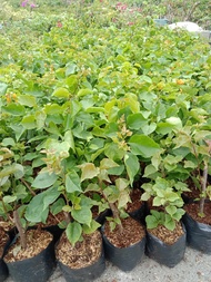 Assorted Color Seedling Bougainvillea