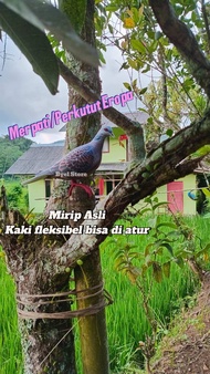 Patung Merpati Eropa - Jontrot Perkutut
