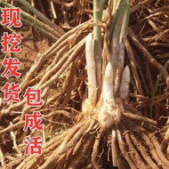 ⊙ﺴ&gt; Benih Asparagus Dengan Tumbuh Benih Sayuran Asparagus Benih Sayuran Empat Musim Penanaman Benih Tanaman Balkon Pot H