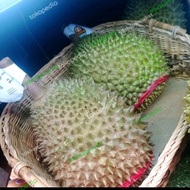 Terbaru Durian Musang King Utuh Fresh Durian Terbaik Malaysia 2 Kg