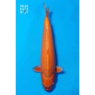 Orenji Ogon 55 bu Male Marudo Ikan Koi Import Sertifikat Breeder