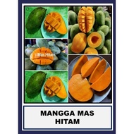 Anak Pokok Mangga/mango Grafted Plant Irwin apple Taiwan Harum Manis Cokanan Air Bunga Mas Hitam Gaj