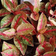 Aglaonema Widuri / Tanaman Aglonema Widuri