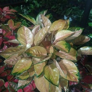 aglaonema sultan brunei