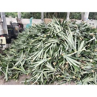 Benih Sulur Nanas Premium MD2 yang berkualiti tinggi dan segar dari ladang kami sendiri. Setiap orde