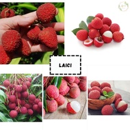 Pokok Buah Laici hybrid