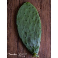Nopal cactus, Kepingan (XL) pokok cactus, pet food  Opuntia /Nopal/Paddle/prickly pear cactus (Opunt
